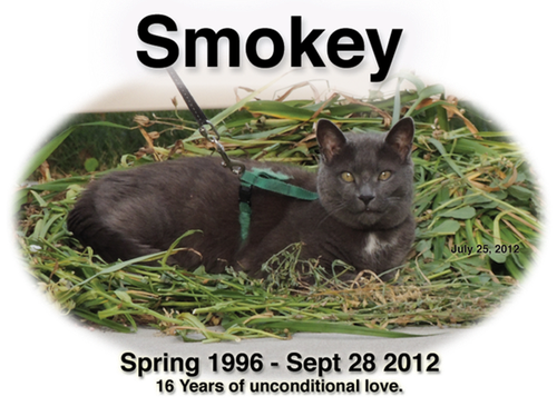 Smokey My Cat