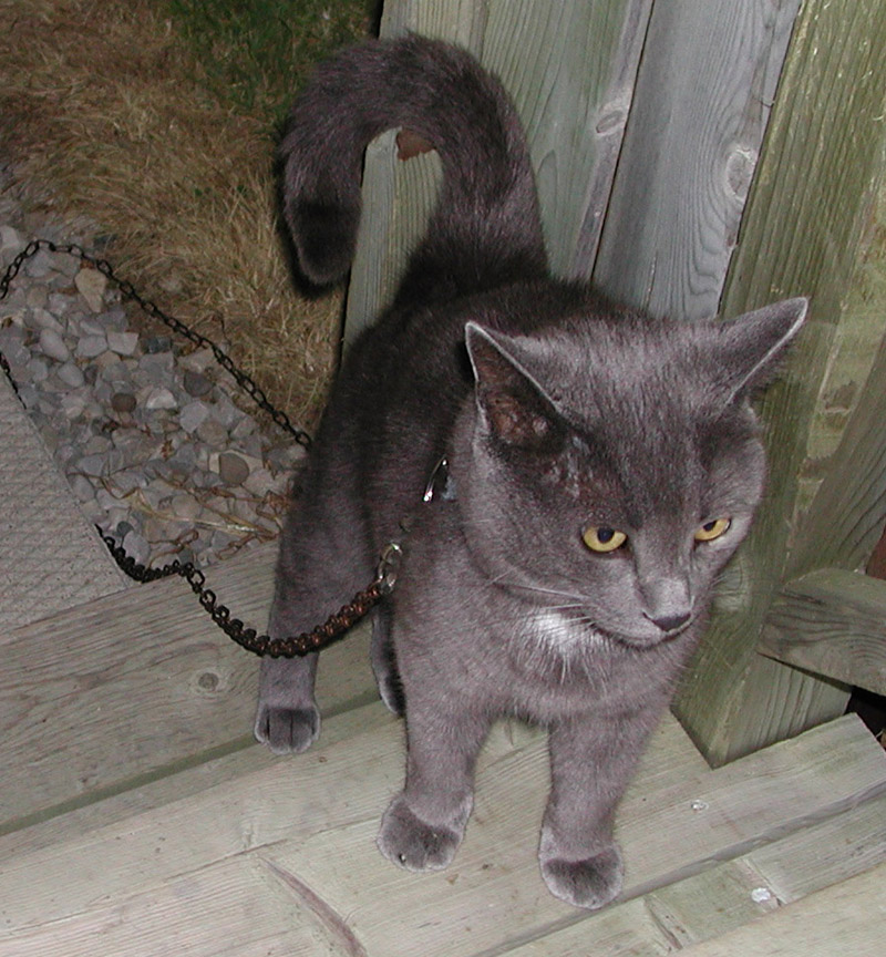 Smokey My Cat