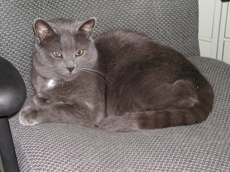 Smokey My Cat