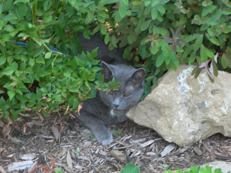 Smokey My Cat